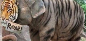 Juancar vs Elefantes: Misión Botswana, Undercoders lo peta de nuevo